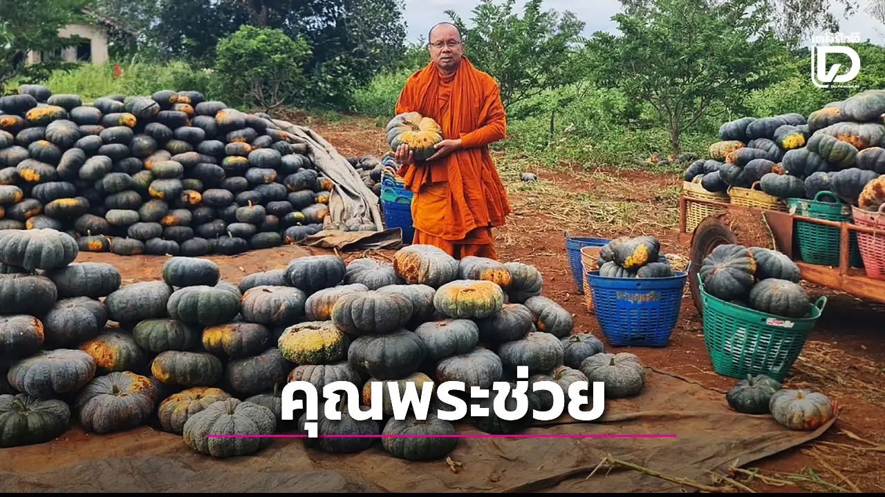 ราคาฟักทองตกต่ำ เจ้าคณะอำเภอช่วยซื้อแจกคนมาทำบุญ โยมช่วยวัด วัดช่วยโยม