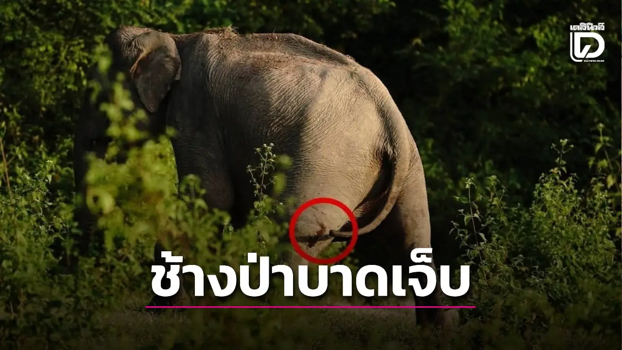 อุทยานฯกุยบุรี เร่งติดตามช้างป่าบาดเจ็บที่ขาหลัง พบมูลเหลวในพื้นที่ประเมินอาการใกล้ชิด
