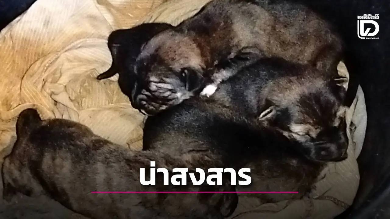 ลิงแสมป่าสุดเหี้ยมบุกกัดลูกหมาเพิ่งคลอดตาย4ตัว หลังแม่หมาเพิ่งจะถูกวางยาเบื่อตาย