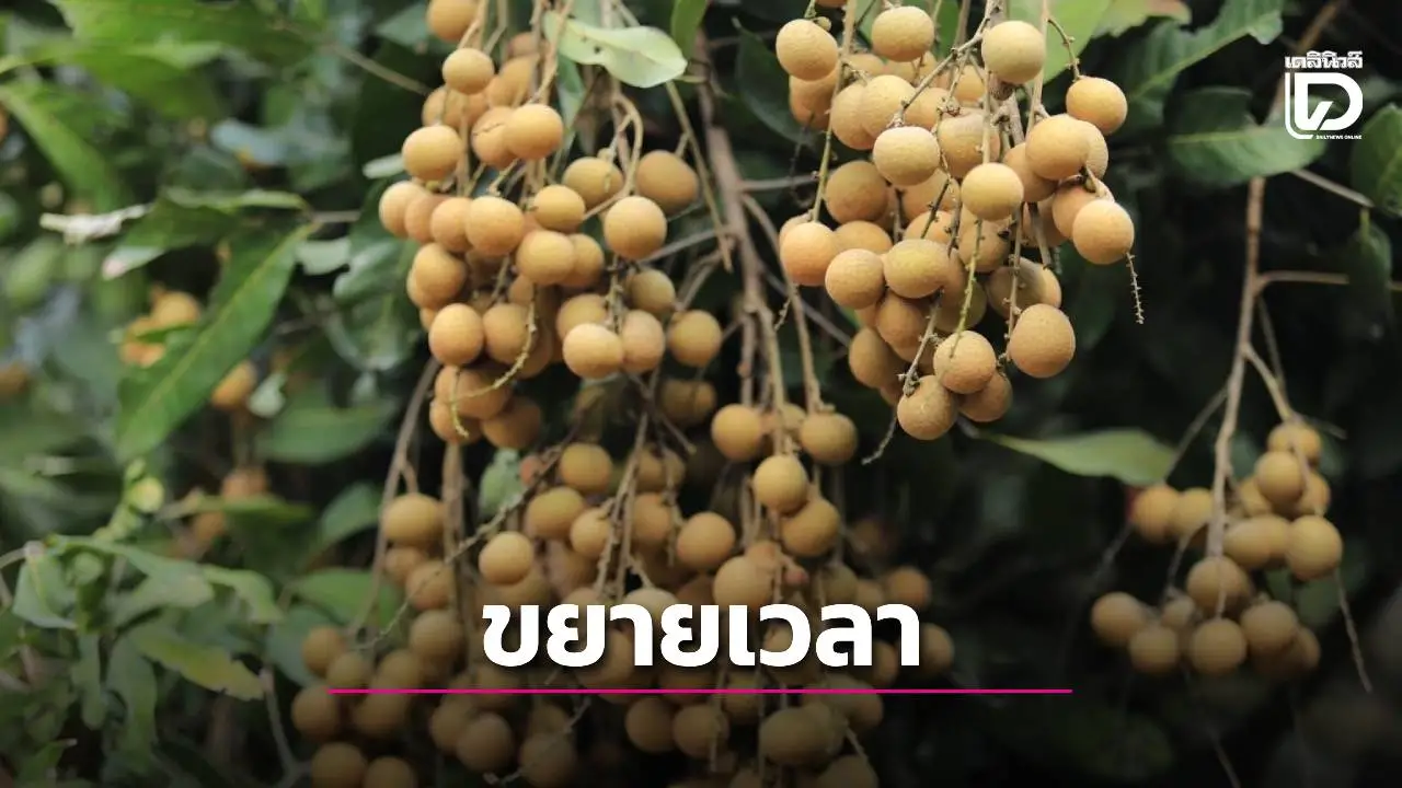 ขยายเวลารับสมัครเกษตรกรชาวสวนลำไยใน 8 จังหวัดภาคเหนือ
