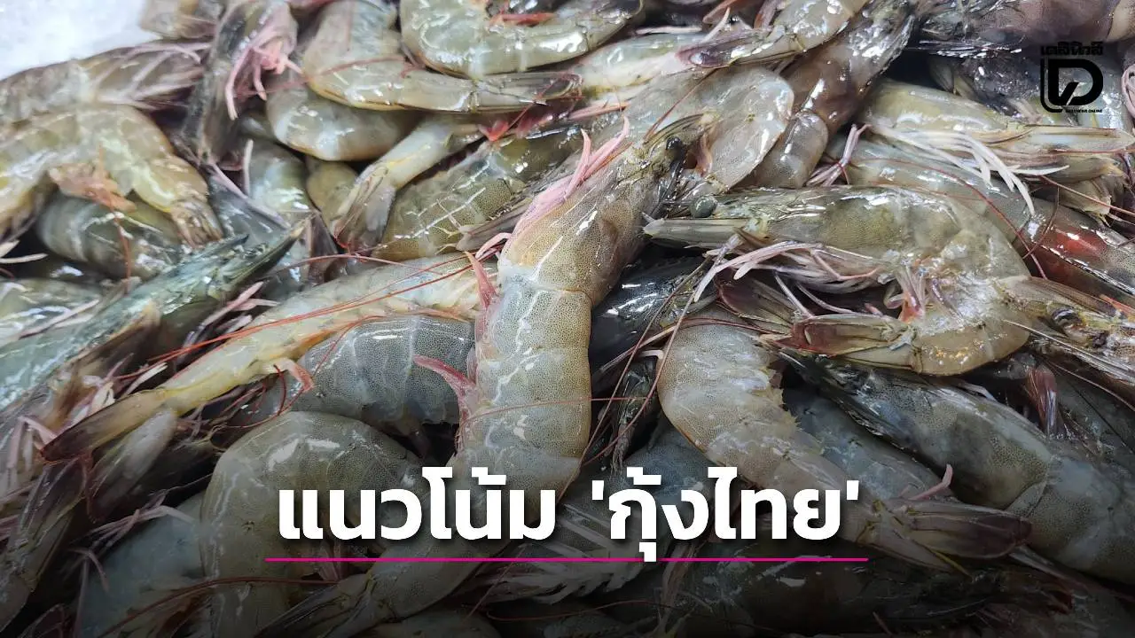 ส่งออก ‘กุ้งไทย’ ฟื้นปี 69 อานิสงค์ภาษีทรัมป์ทุบคู่แข่ง ‘เกษตรกร’ วอนรัฐ ช่วยเพิ่มผลผลิต 4 แสนตัน