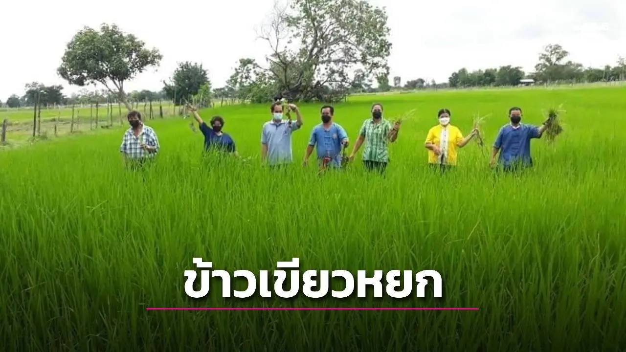 'ข้าวเขียวหยก' หอมมะลิ 105 สร้างรายได้สูงกว่าการขายข้าวหอมมะลิ