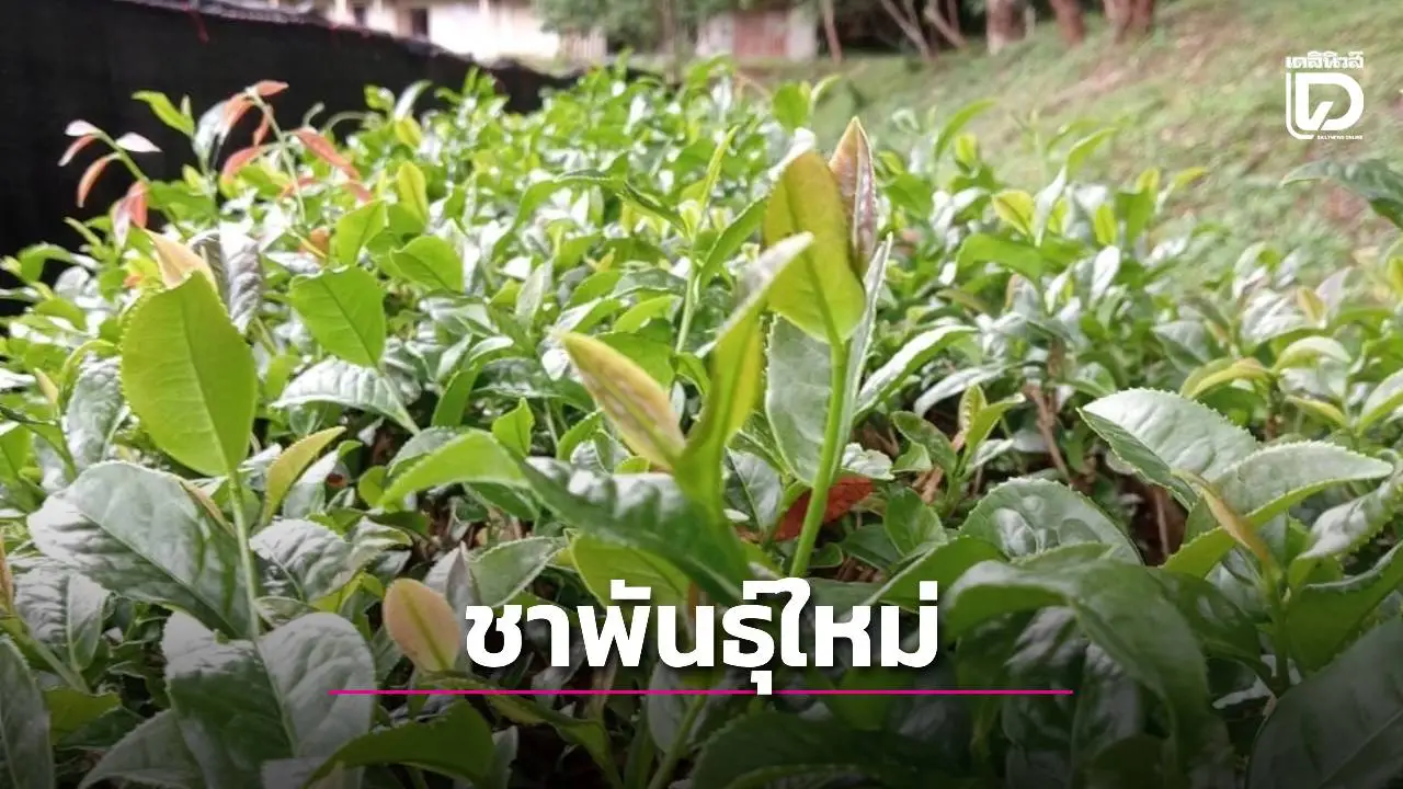 ชาพันธุ์ใหม่ 'กวก.เชียงใหม่ 1' กรมวิชาการเกษตร การันตีผลผลิตสูง ใบบาง กลิ่นหอม รสชาติกลมกล่อม