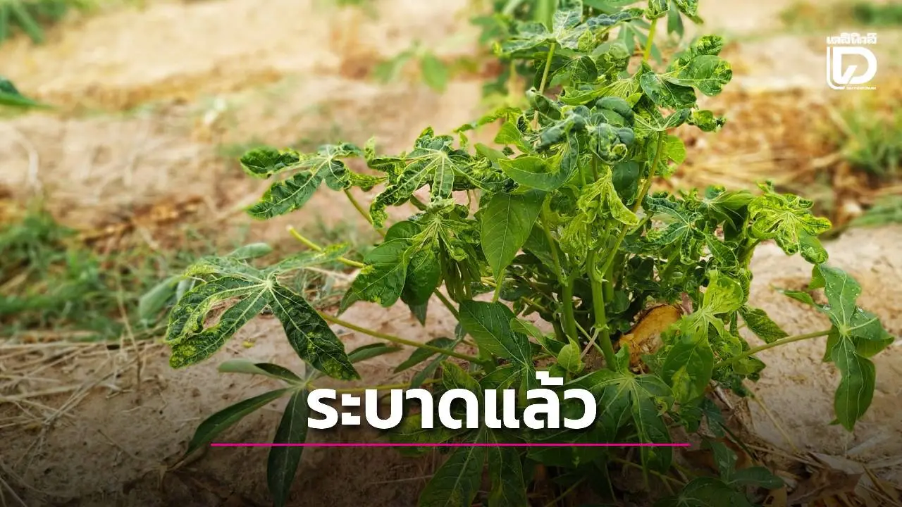 ระบาดแล้ว 37 จังหวัด จากพื้นที่ปลูก 55 จังหวัด โรคใบด่างมันสำปะหลัง
