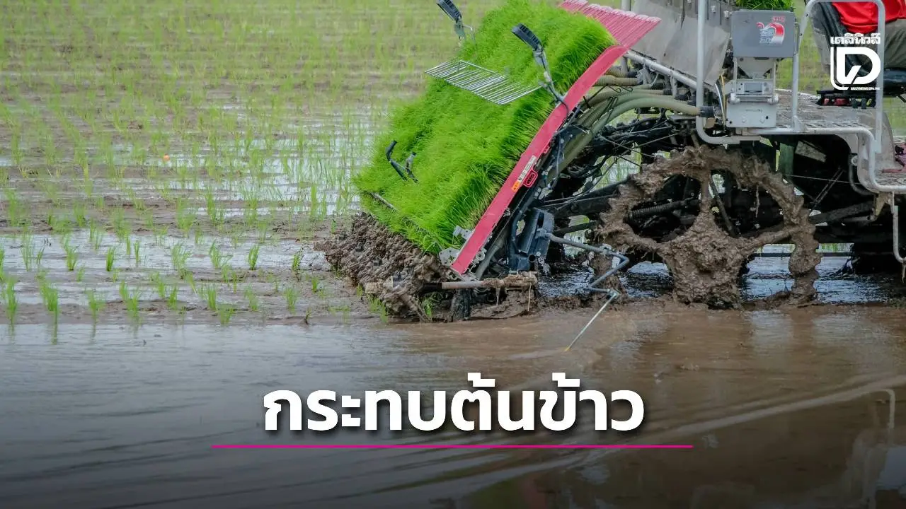 เตือนชาวนาอากาศหนาว กระทบต้นข้าวชะงักการเจริญเติบโต