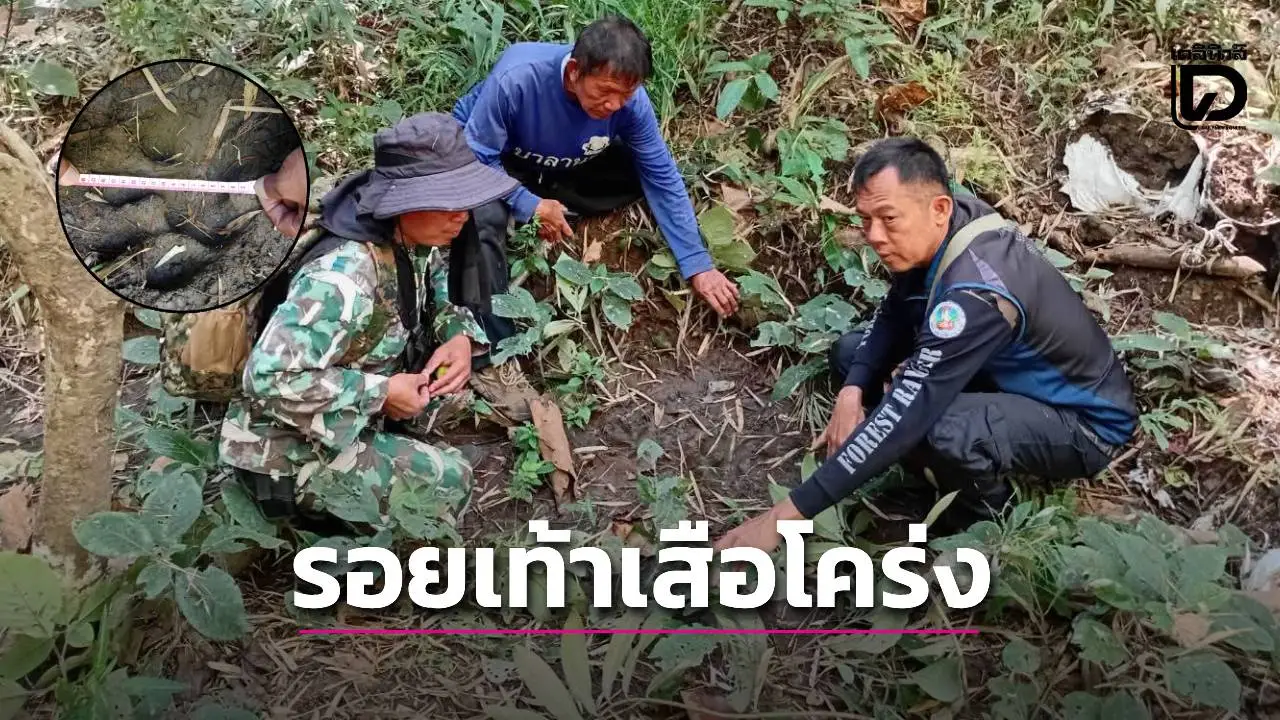 ผวา! พบรอยเท้าเสือโคร่งขนาดใหญ่ โผล่ใกล้เขตชุมชนบ้านแม่กึ๊ดหลวง