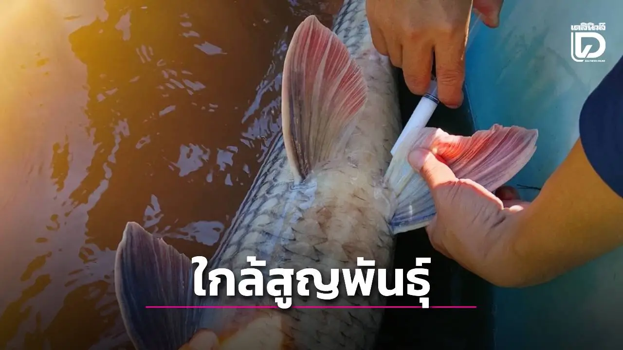 เร่งฟื้นฟู 'ปลายี่สกไทย' เสี่ยงใกล้สูญพันธุ์ ตั้งเป้าเพิ่มกำลังการผลิตลูกพันธุ์กว่า 500,000 ตัว
