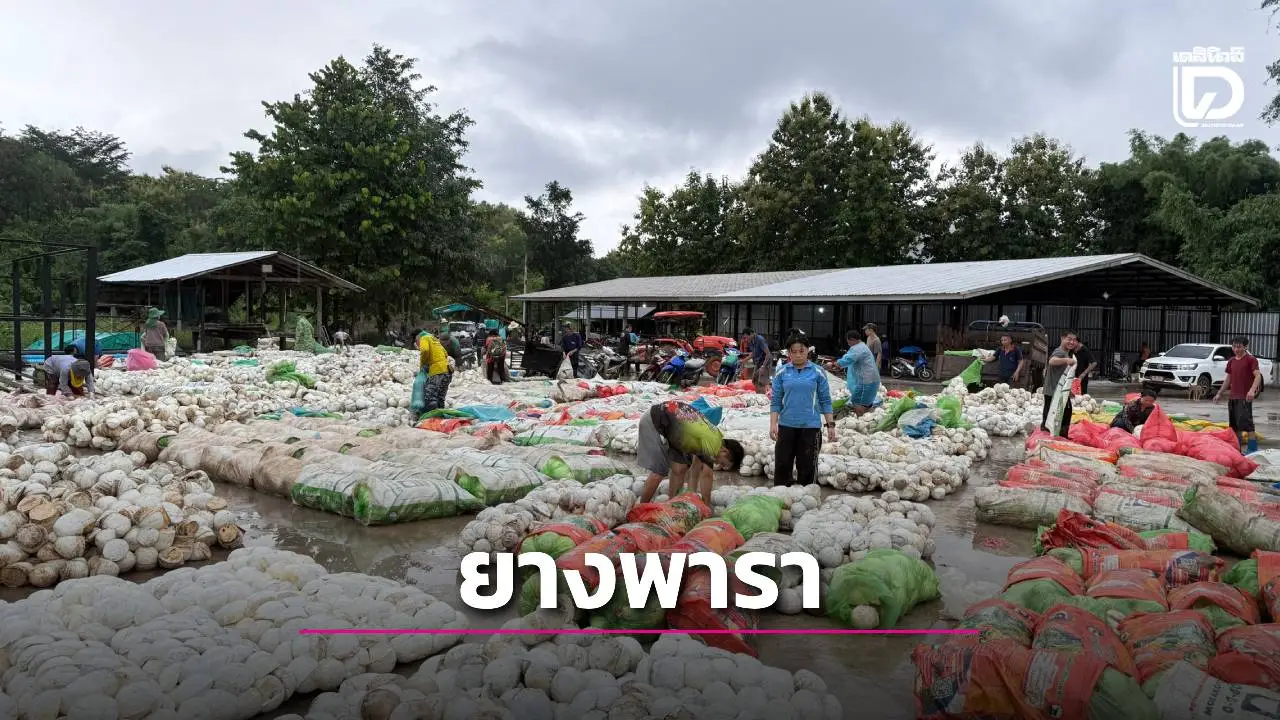 ทุ่มงบ 2,280 ล้าน ขับเคลื่อนมาตรการรักษาเสถียรภาพราคายาง