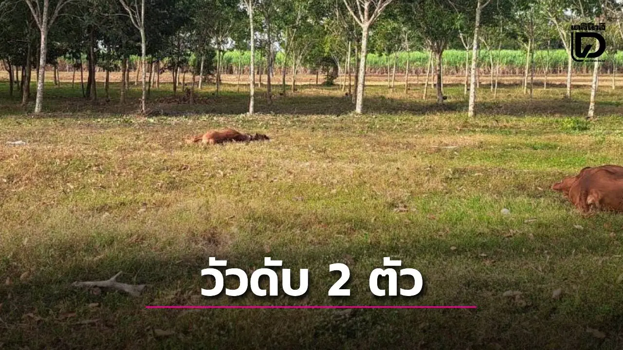 ทหารเขมรยิง BM-21 แต่เช้าตรู่ กระสุนปลิวลงพื้นที่การเกษตร วัวชะตาขาดดับสลด 2 ตัว