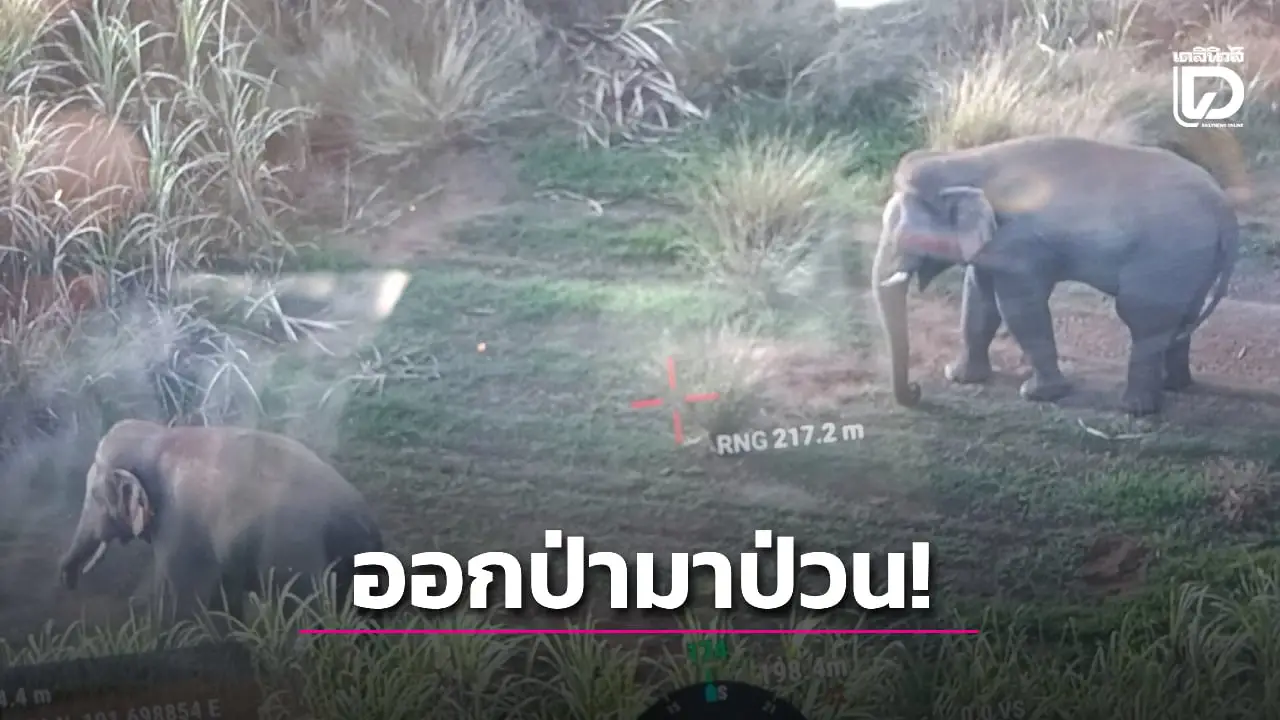 'เจ้าแข็งแกร่ง-เจ้างาบิด' ออกจากป่าหากิน พังยุ้งข้าวชาวบ้านเสียหายยับ!
