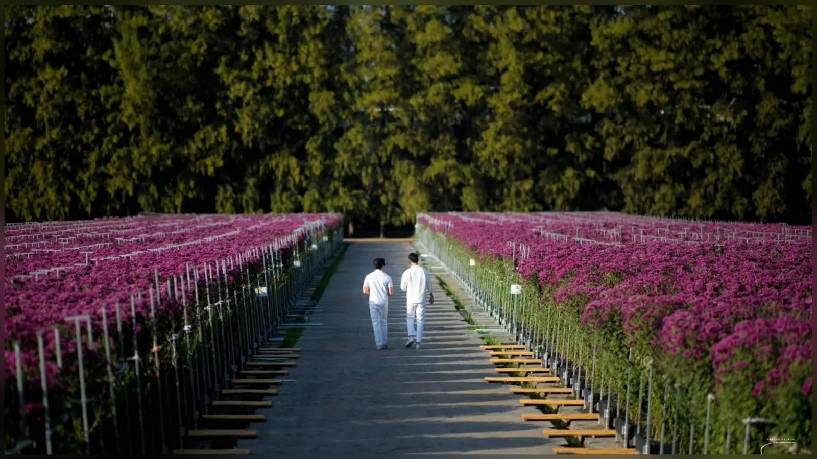 ‘วัดพระธรรมกาย’ เปิดให้ชมสวนดอกไม้ ‘ทุ่งสวรรค์ ตะวันฉาย’