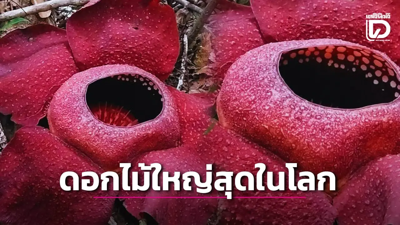 อุทยานฯเขาสก ชวนชม ‘ดอกบัวผุด’ ดอกไม้ใหญ่ที่สุดในโลก บานสะพรั่งแล้ววันนี้