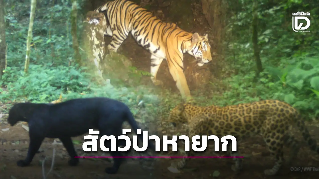 เปิดภาพสัตว์ป่าหายาก ‘เสือโคร่ง-เสือดาว-เสือดำ’ ในเขตรักษาพันธุ์สัตว์ป่าอุ้มผาง