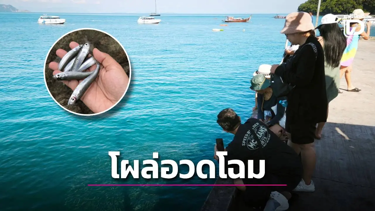 นักท่องเที่ยวตื่นเต้น ฝูง ‘ปลาเหล็กโคน’ โผล่อวดโฉม ท่าเรือโล๊ะจาก เกาะยาวใหญ่