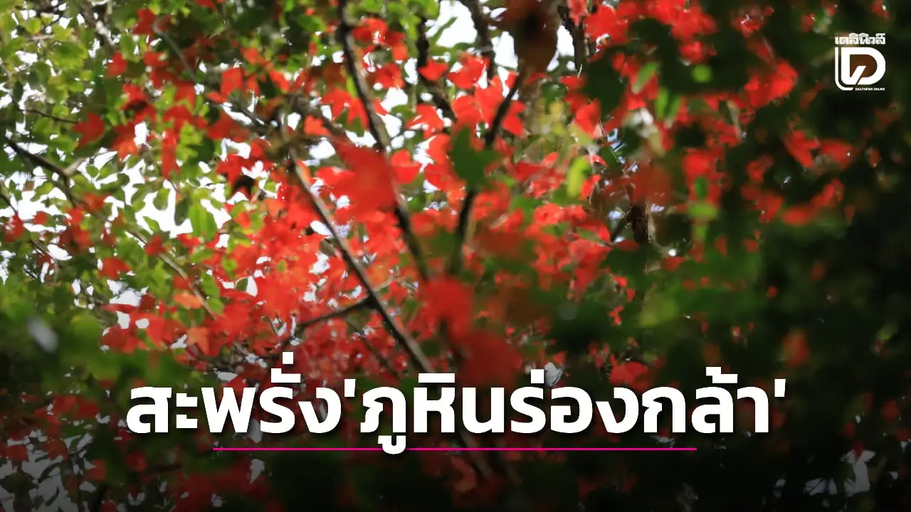 ชวนเที่ยวชม ‘ใบเมเปิ้ล’ บานเหลืองแดงร่วงเต็มพื้นดิน สวยสะพรั่ง ‘ภูหินร่องกล้า’
