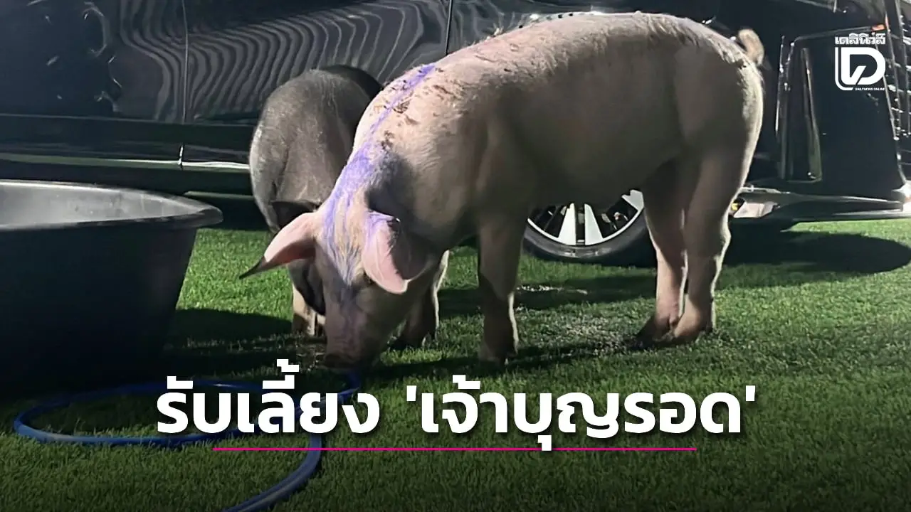 ตามดู ‘เจ้าบุญรอด’ หมูรอดตายน้ำท่วมหาดใหญ่ ตอนนี้ชีวิตอยู่ดีกินดี มีผู้ใจบุญรับเลี้ยง