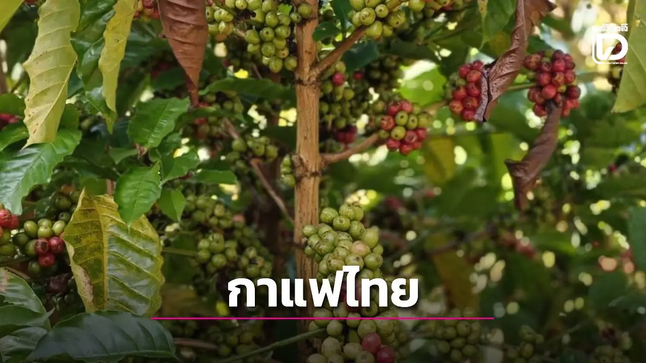 ผลผลิตกาแฟไทย 16,534 ตัน คาดดีมานด์กาแฟโลก 10.16 ล้านตัน