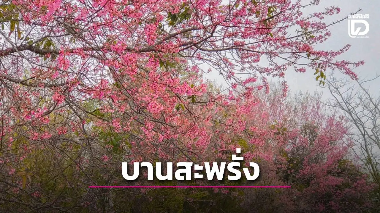 ปีนี้มาเร็ว! แห่ชม ‘ดอกนางพญาเสือโคร่ง’ บานสะพรั่งเต็มบนยอดเขาภูลมโล