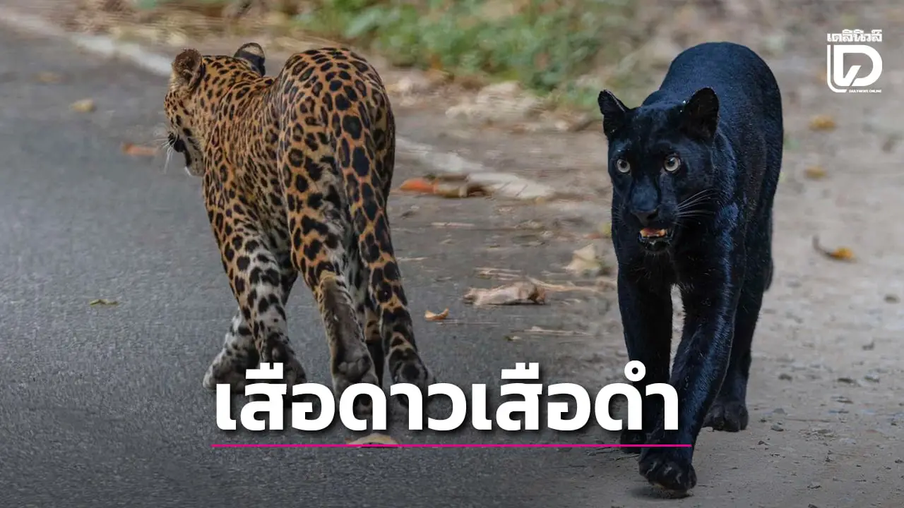 โชคดีมาก! พบ ‘เสือดาว-เสือดำ’ พร้อมลูก 2 ตัว ออกมาเดินโชว์ตัวแก่งกระจานรับนักท่องเที่ยว