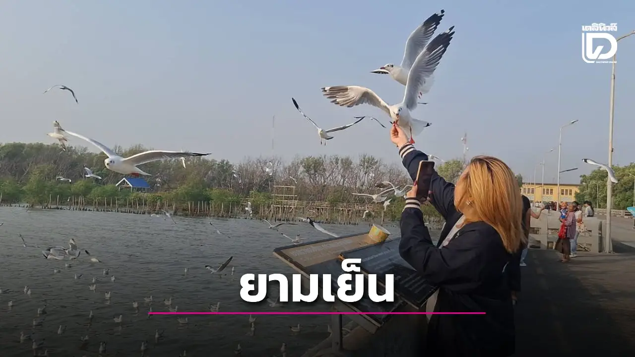 แห่ชม 'นกนางนวล' หนีหนาวนับหมื่นมาที่บางปู ให้อาหารกับมือ เก็บภาพสุดประทับใจ