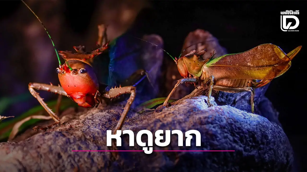 พบ ‘ตั๊กแตนหัวมังกร’ สัตว์หาดูได้ยาก ที่เขาพะเนินทุ่ง อุทยานฯแก่งกระจาน