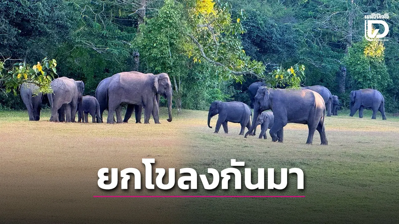 ตื่นเต้น! พบ ‘ช้างป่า’ ทุ่งใหญ่นเรศวรด้านตะวันออก ยกโขลงพากันมาหาถึงสำนักงานเขตฯ