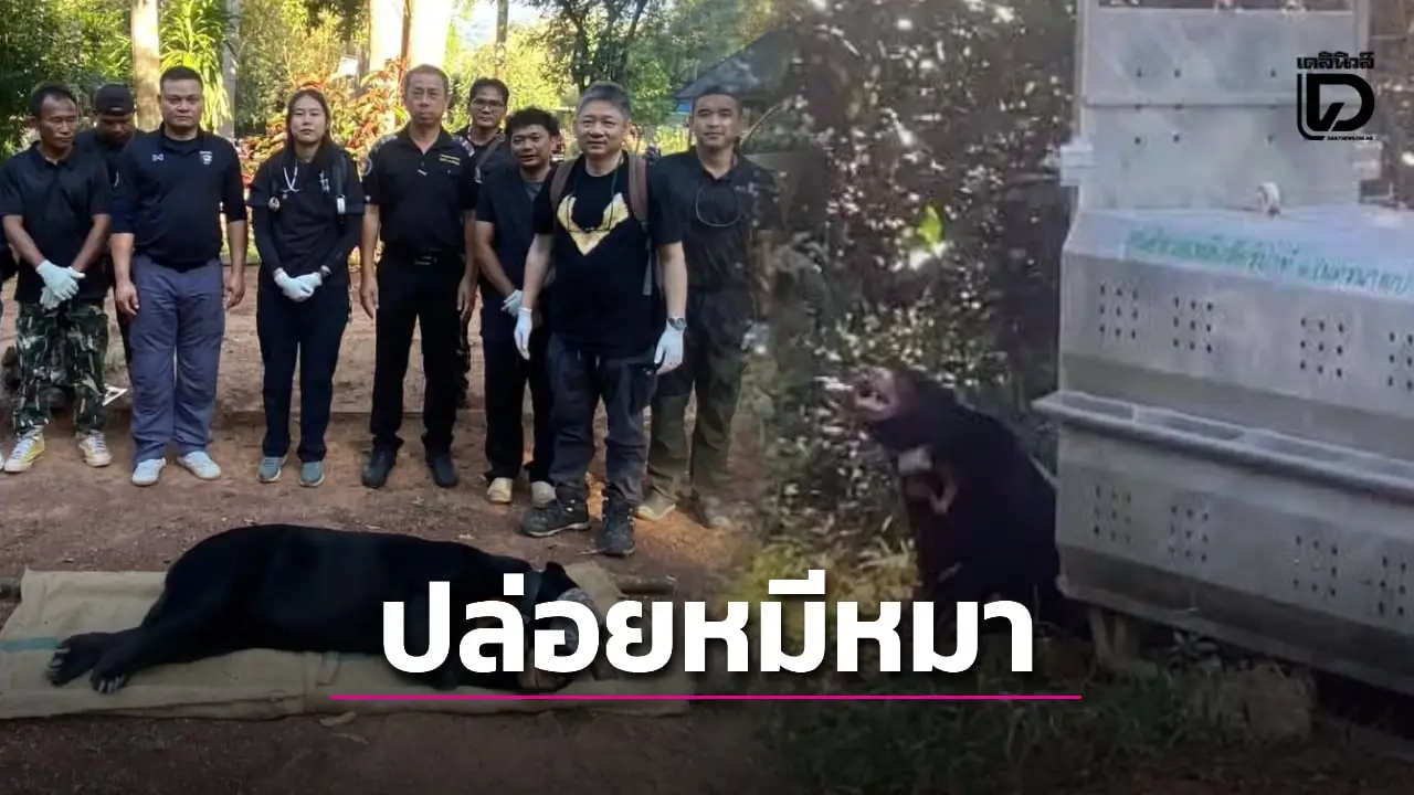 ปล่อย หมีหมา 'เจ้าแผ่นดิน' สู่ผืนป่ามรดกโลกดงพญาเย็น–เขาใหญ่ หลังฟื้นฟูอาการบาดเจ็บจนหายดี