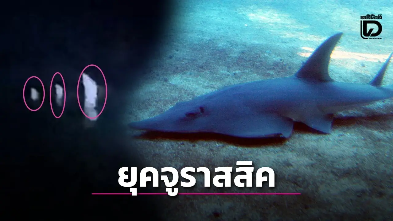 เฝ้าระวัง ‘ปลาโรนัน’ ขนาดใหญ่ สัตว์หายากยุคจูราสสิคตอนต้นโผล่อ่าวประจวบฯ