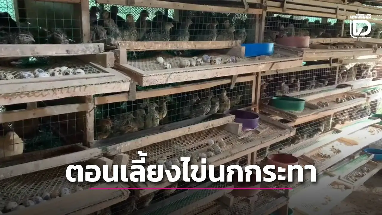 ขั้นตอนการเลี้ยง'นกกระทา'เชิงการค้าแยกเป็นขายเนื้อ-ขายไข่