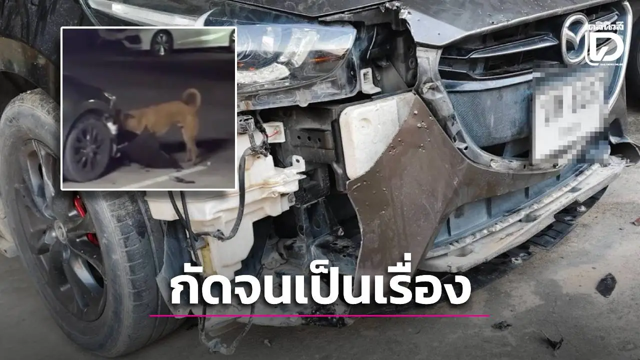 หัวจะปวด! สุนัขหลุดกัดรถพังอู่ตีซ่อม 4 หมื่น เจ้าของขอจ่าย 1.5 หมื่น ลั่นไม่เอาให้ไปแจ้งความ
