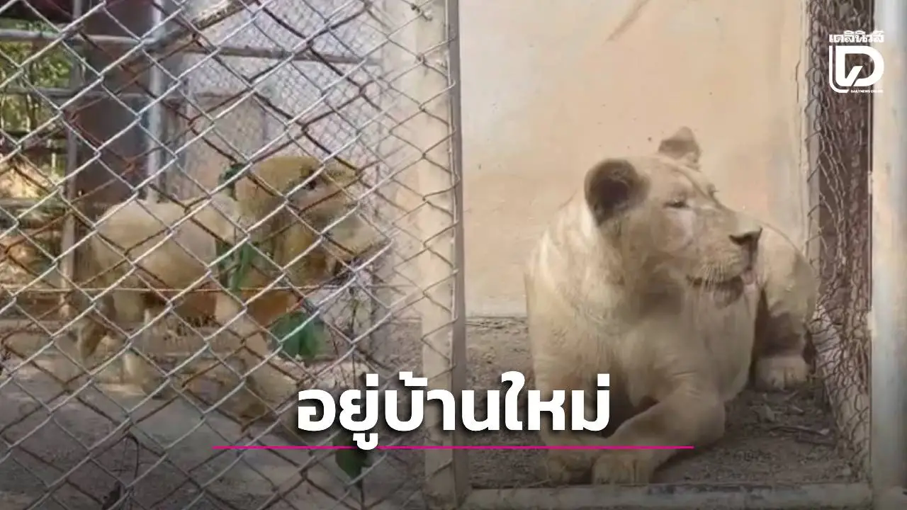 ‘สถานีสัตว์ป่าเขาสน’ รับ 2 สิงโตยึดจากพื้นที่ MOU 43 ตราดมาดูแล ตั้งชื่อ ‘เมอรี่-คริสต์มาส’
