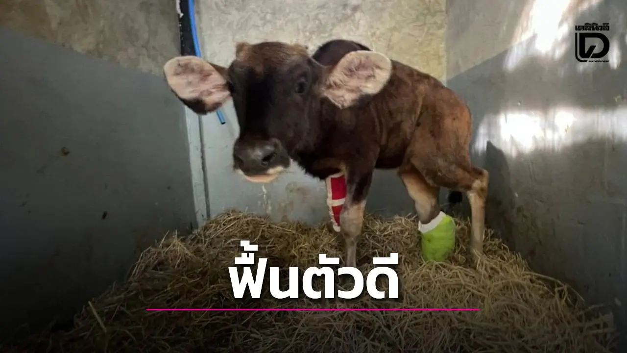 ‘ลูกกระทิงเขาใหญ่’ ฟื้นตัวดี-ยืน 3 ขาได้ เตรียมทำขาเทียมให้ใส่ในอนาคต