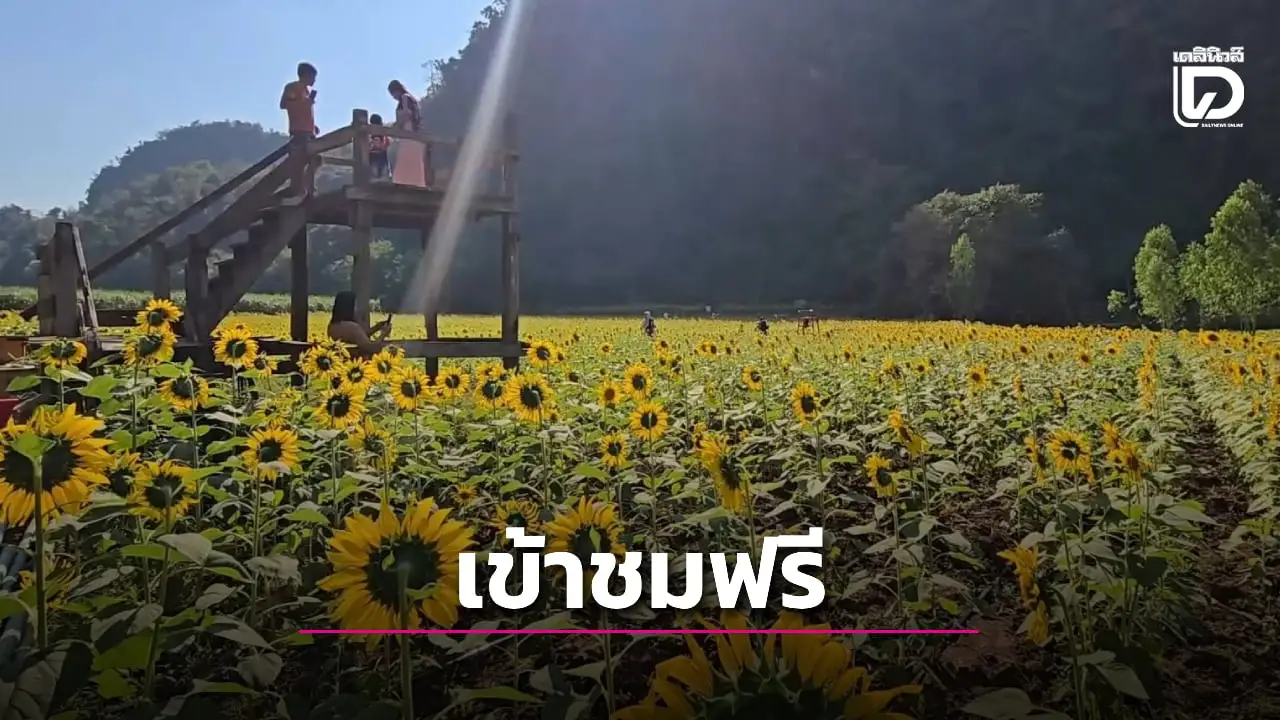 นักท่องเที่ยวฮือฮา ‘ทุ่งทานตะวัน’ บานสะพรั่ง วัดน้ำพุพรหมจริยาวาส-อุทัยธานี เข้าชมฟรี!