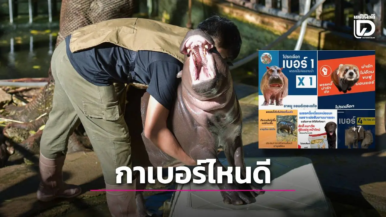 ฟีเวอร์รับกระแส! ‘สวนสัตว์เขาเขียว’ เปิดตัวผู้สมัคร พร้อมชูนโยบายทำอดอมยิ้มไม่ไหว