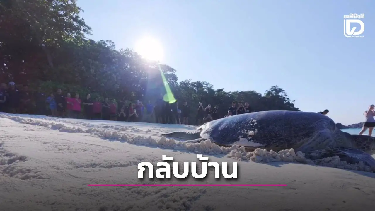 คืนอิสระ 'น้องริสแบนด์' เต่าตนุกลืนสายรัดข้อมือ ล่าสุดสุขภาพแข็งแรง ปล่อยคืนทะเลสิมิลันแล้ว