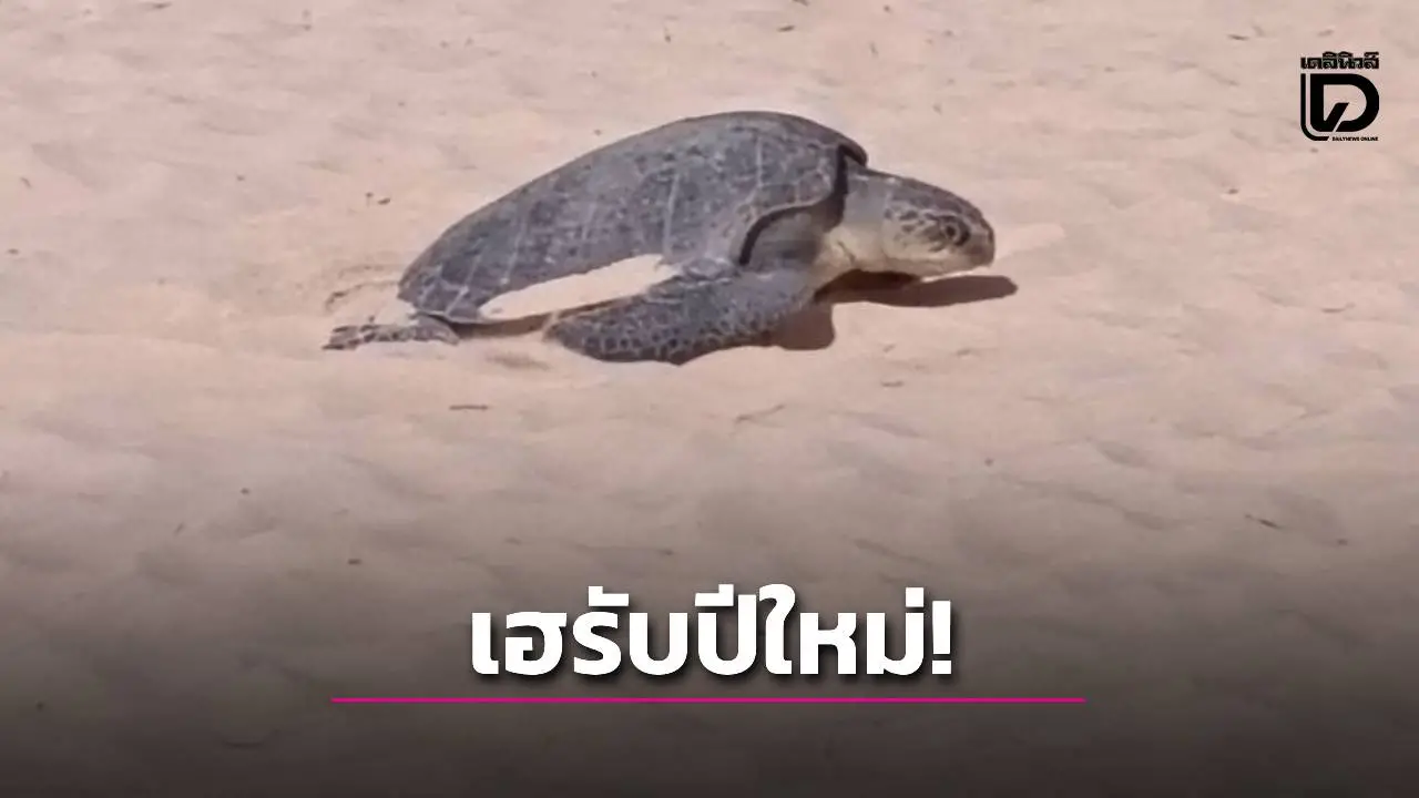 เฮรับปีใหม่ ! ‘แม่เต่าตนุ’ ขึ้นวางไข่หาดกะรน-ภูเก็ต เจ้าหน้าที่กั้นพื้นที่รอตรวจสอบ