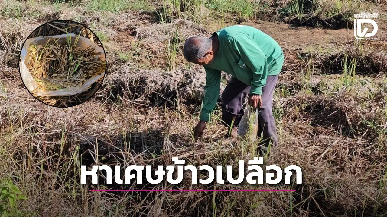 สลด! คุณตาวัย 80 หาเศษข้าวเปลือกตามที่นา เอาไปต้มกินประทังชีวิต