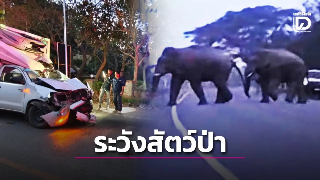 เตือน! วิกฤติแล้งสัตว์ป่าเขาใหญ่ ทะลักออกนอกเขต ถูกรถชนบาดเจ็บบ่อย