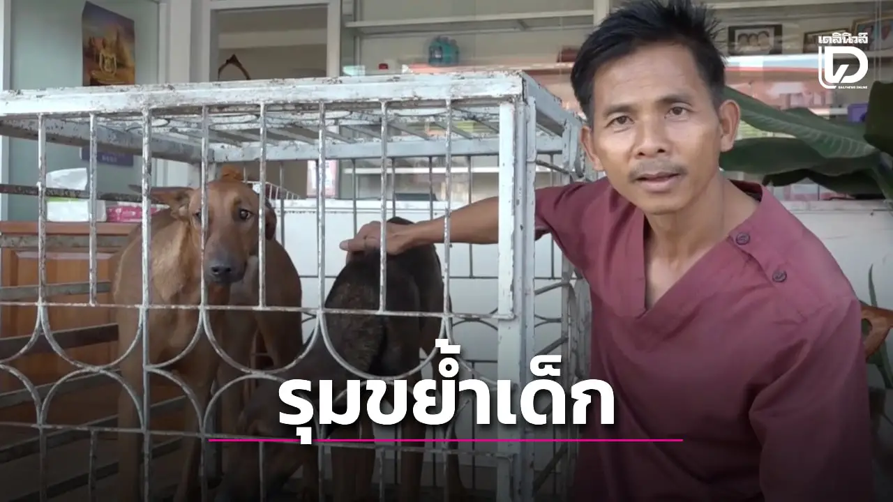 3 ตูบพันธุ์ผสม บุกโรงเรียนรุมขย้ำ 4 นักเรียนบาดเจ็บ คาดตื่นพลุหลุดออกมา