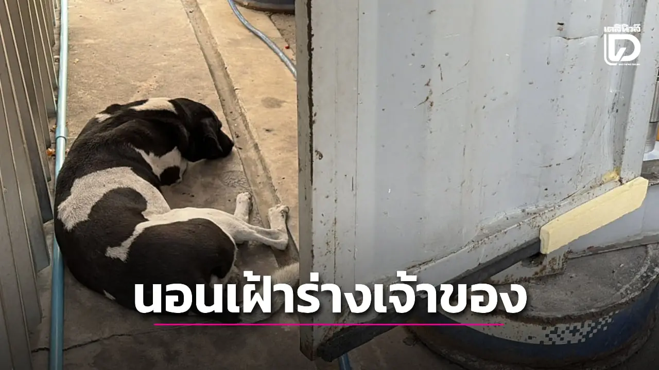 ‘คนขับรถหัวลากฯ’ นอนดับปริศนาคาห้องพัก เจ้าหน้าที่พบ ‘เจ้าปา’ นอนเฝ้าประตูไม่ห่าง