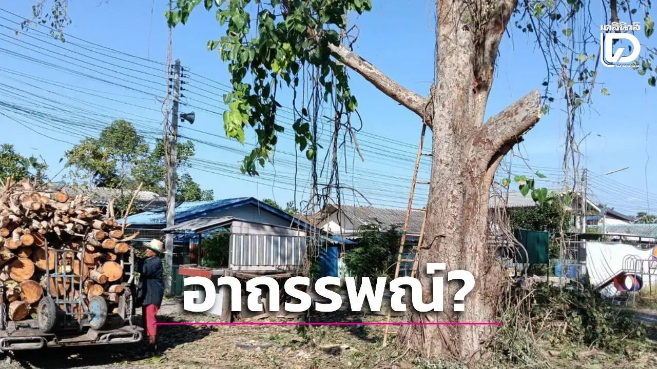 กิ่งโพธิ์มรณะ! หนุ่มตัดไม้ดวงกุด กิ่งไม้ตีกลับฟาดเข่าปางตาย เชื่อรุกรานต้นไม้เก่าแก่อ่างทองไม่ขอขมา!