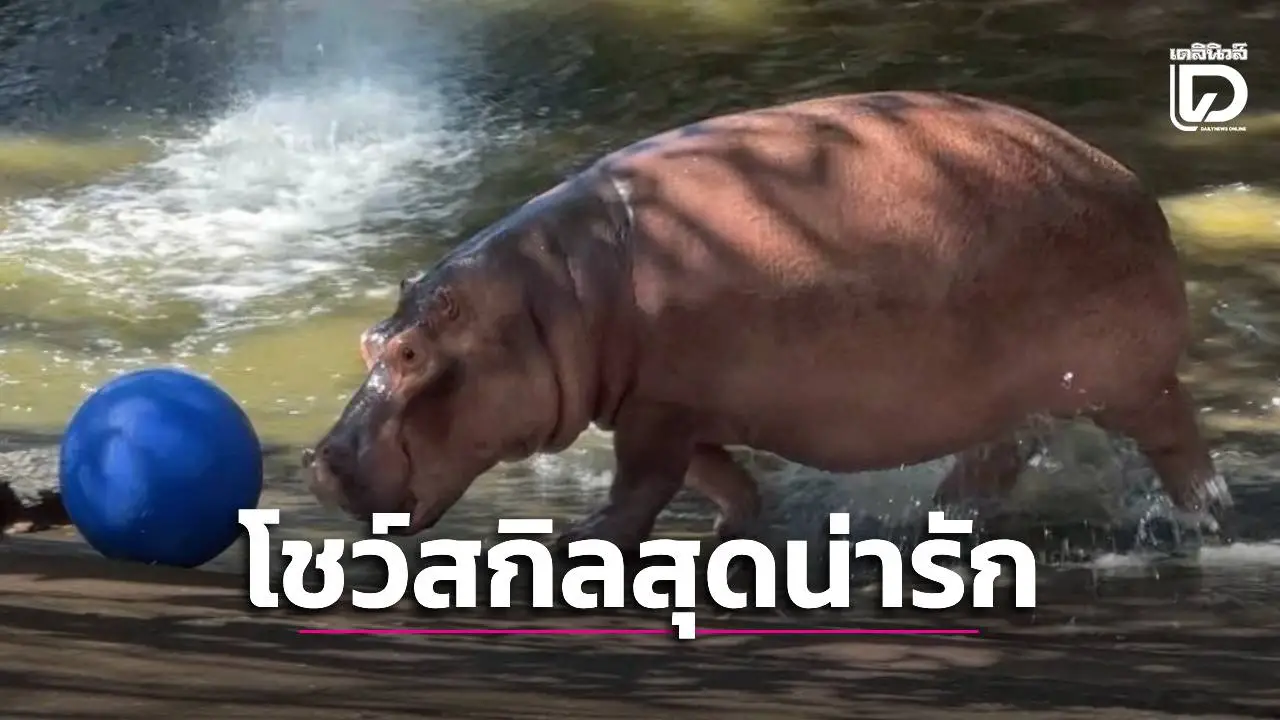 ‘พี่ขาหมู’ โชว์สกิลเลี้ยงบอลสุดน่ารัก ‘วันเด็ก’ สวนสัตว์เขาเขียวฉลองเข้าฟรี