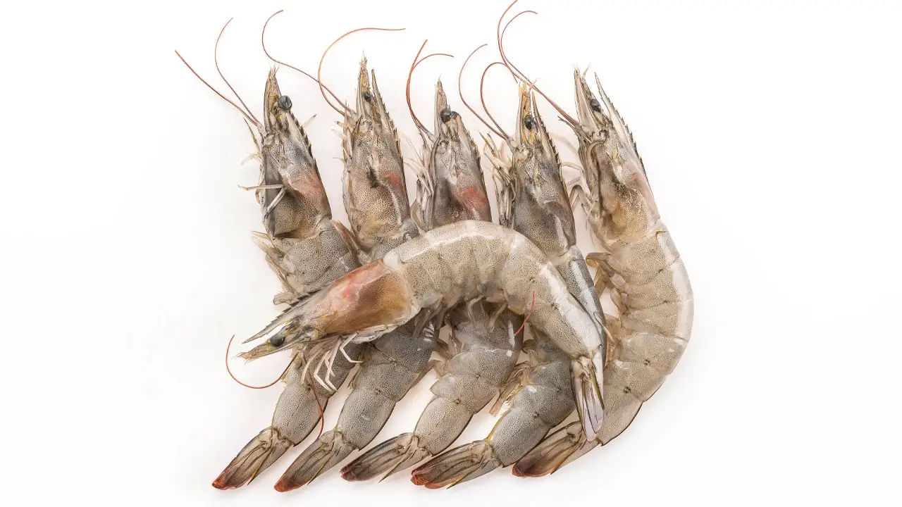 ถอดบทเรียนเลี้ยงกุ้งอย่างไรให้ปัง