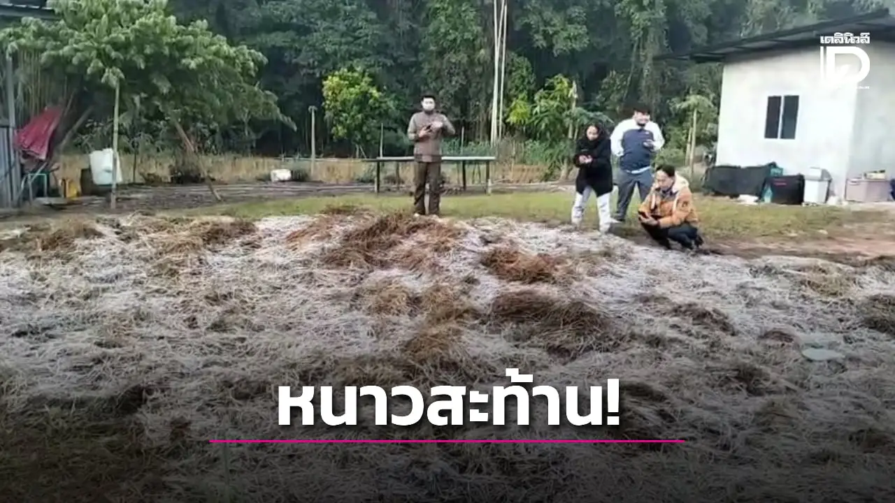 ‘ด่านซ้าย-เลย’ หนาวสะท้าน! 0 องศาฯ ‘แม่คะนิ้ง’ ขาวโพลน วัดอุณหภูมิยอดหญ้าเหลือ -4 องศาฯ