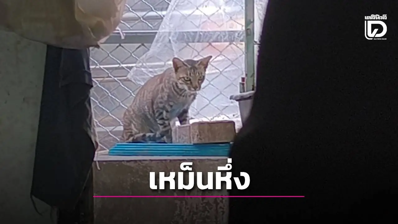 นนทบุรีวุ่น! ผู้เช่าหอพักเลี้ยงแมวจำนวนมาก ส่งกลิ่นเหม็นรบกวนผู้พักอาศัยกว่า 3 ปี ดร.แก้วเข้าไกล่เกลี่ย