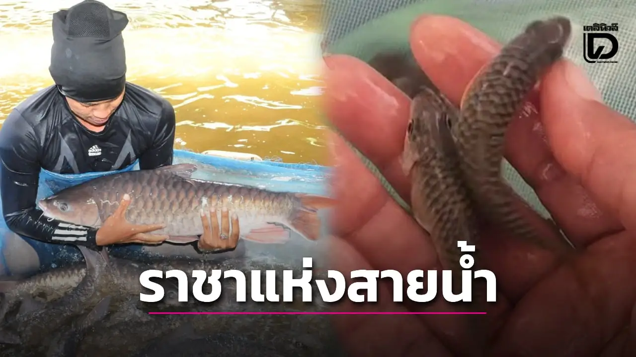 เปิดความลับ ‘ปลาพลวงชมพู’ ราชาปลาน้ำจืด ‘แพงสุด’ ในเอเชียอาคเนย์ ราคาพุ่งกิโลละ 7 พัน