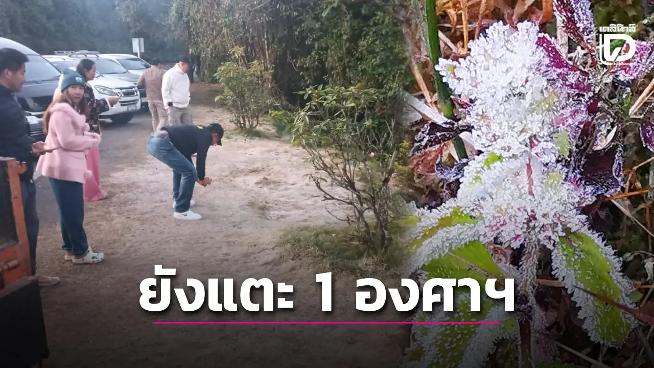 1 องศาฯ! ดอยอินทนนท์ยังหนาวจัด เหมยขาบขาวโพลนนักท่องเที่ยวแห่ชม