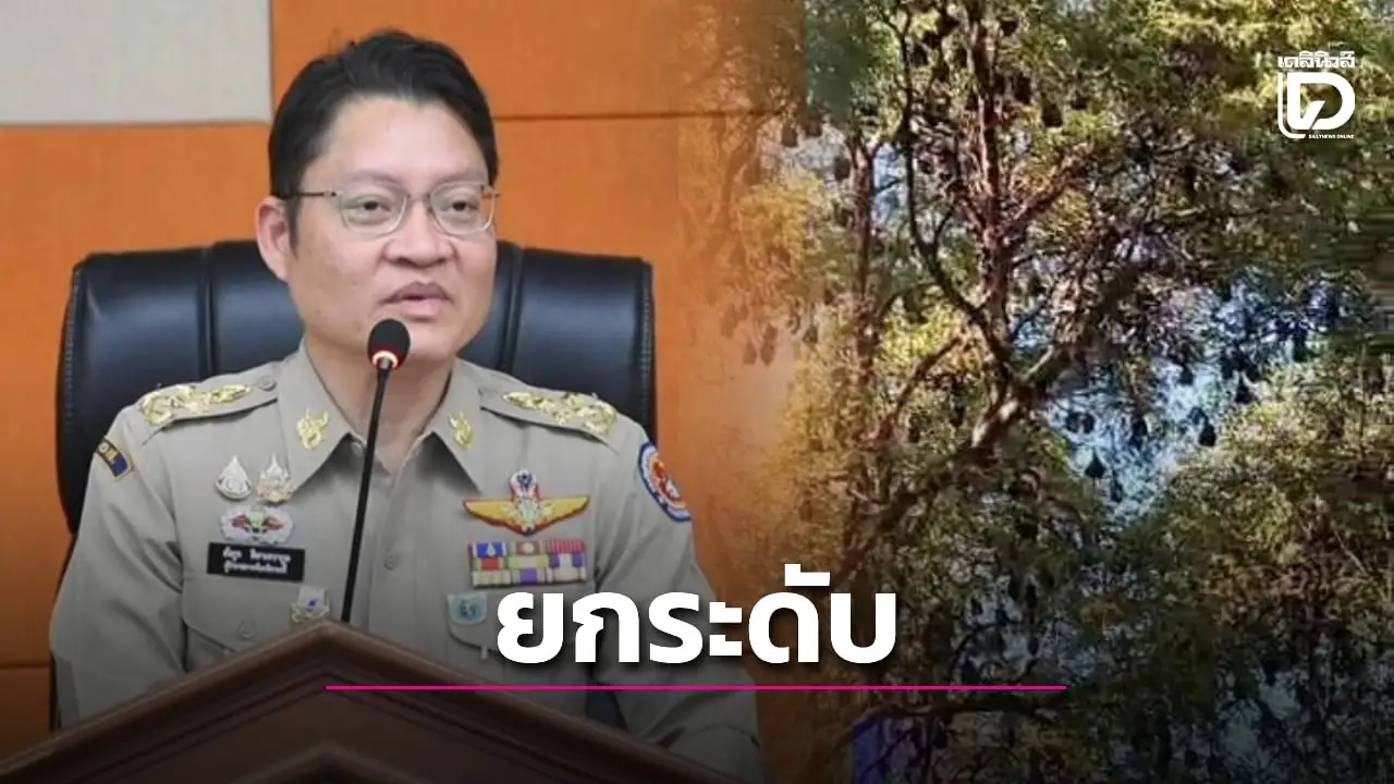 ผวาไวรัสนิปาห์! วอนเร่งหาทางออกฝูง ‘ค้างคาวแม่ไก่’ นับร้อยบุกเกาะลันตา