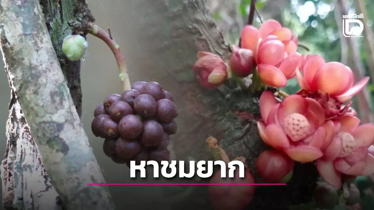เผยโฉม ‘บัวศรีพังงา’ ดอกไม้หายาก ผลิบานกลางผืนป่า สะท้อนความอุดมสมบูรณ์
