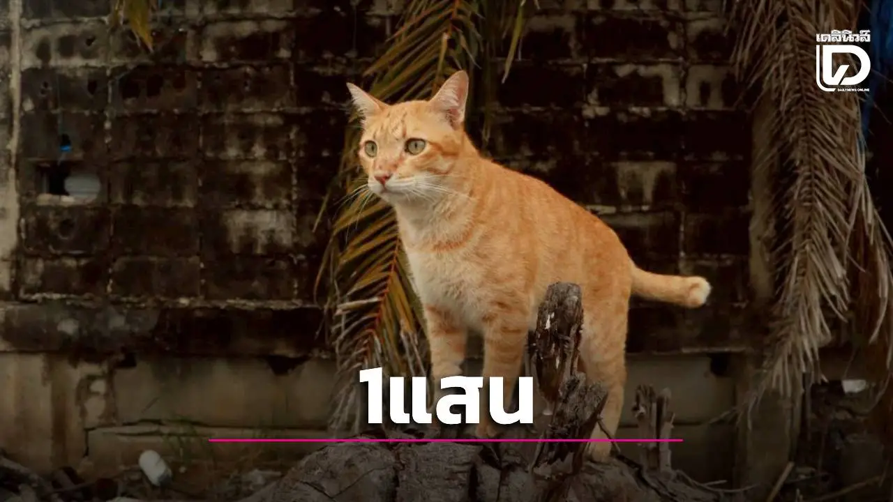 ทุ่ม 1 แสน! ตามหา 'น้องถุงทอง' แมวส้มหางขอดหายตัวย่านบางบัวทอง เจ้าของใจสลายขับรถวนหาถึงตี 4
